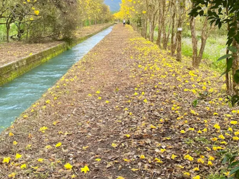 光緒百年水圳「興泉圳」黃花風鈴木花道綻放了 ! 藍綠色水如詩如畫 把握最佳花期